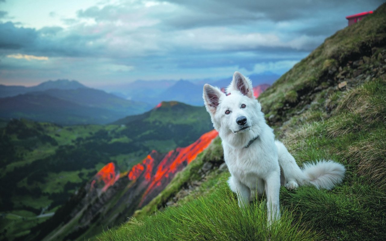 Lil Rasta ganz gross auf dem Brienzer Rothorn. Das Foto entstand im Juni. Auf Instagram schreibt Sylvia Michel dazu: 
«Lil Rasta durfte zum ersten Mal mit uns auf eine Wanderung mitkommen. Er sass im Zug, als hätte er nie etwas anderes gemacht. Immer wieder schaute er interessiert aus dem Fenster – er nahm alles in sich auf und war am Ende des Tages natürlich sehr müde.»