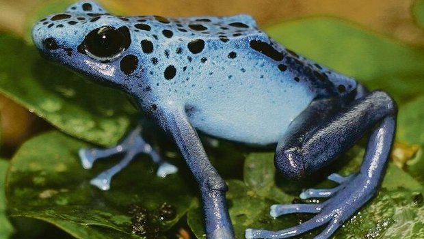 Der Blaue Pfeilgiftfrosch ruht sich auf der Kletterfeige aus. 