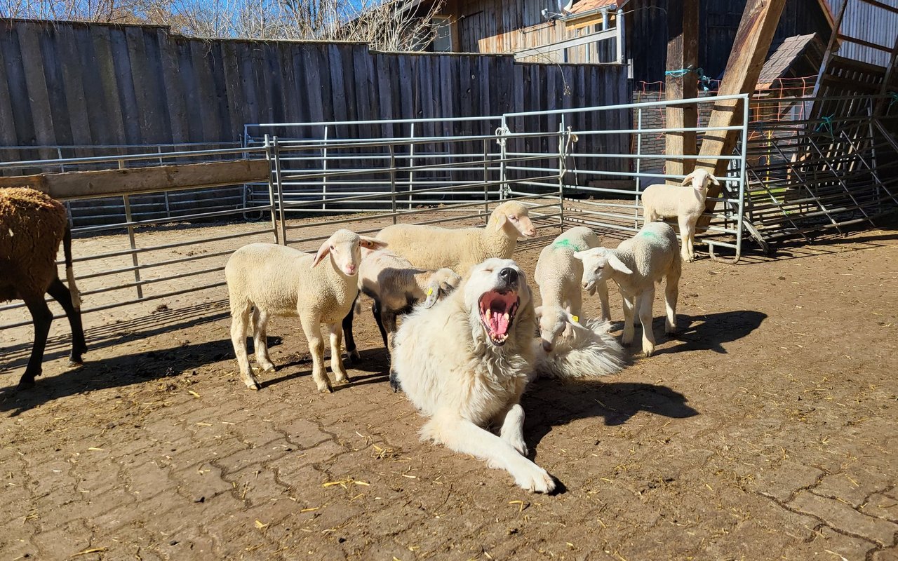 Die Herdenschutzhunde leben mit und für die Schafe.