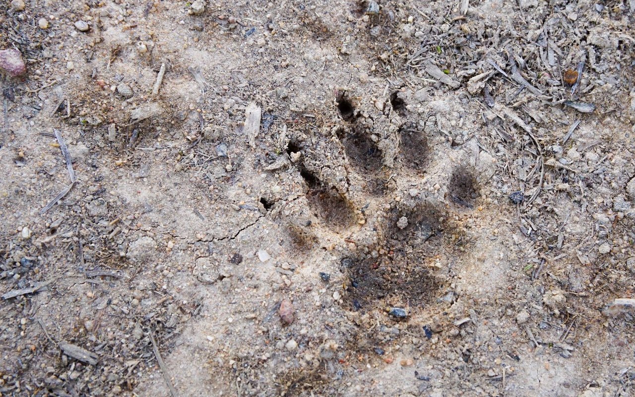 Was alle Marderartigen gemeinsam haben, sind ihre fünf Zehen an jeder Pfote. Hundeartige haben derer nur vier.  