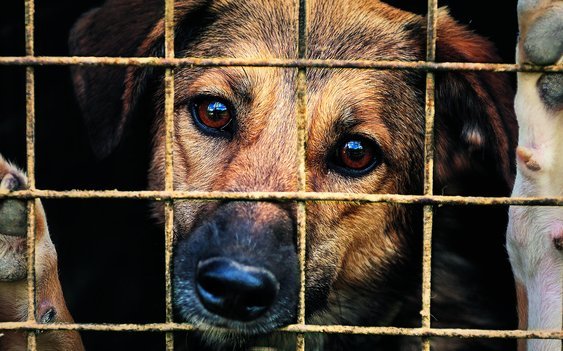 Über 100 Hunde des Hofs in Ramiswil wurden wegen ihres Zustands eingeschläfert. Der STS bezeichnete den Tierschutzfall als einen der schwerwiegendsten der letzten Jahre.