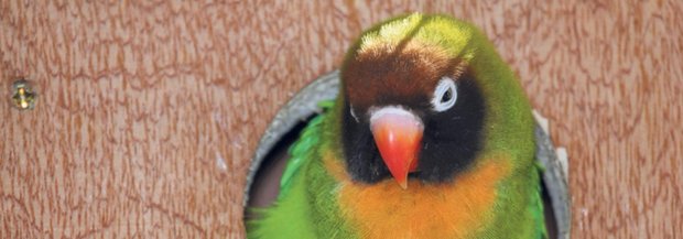 brutvogel.jpg