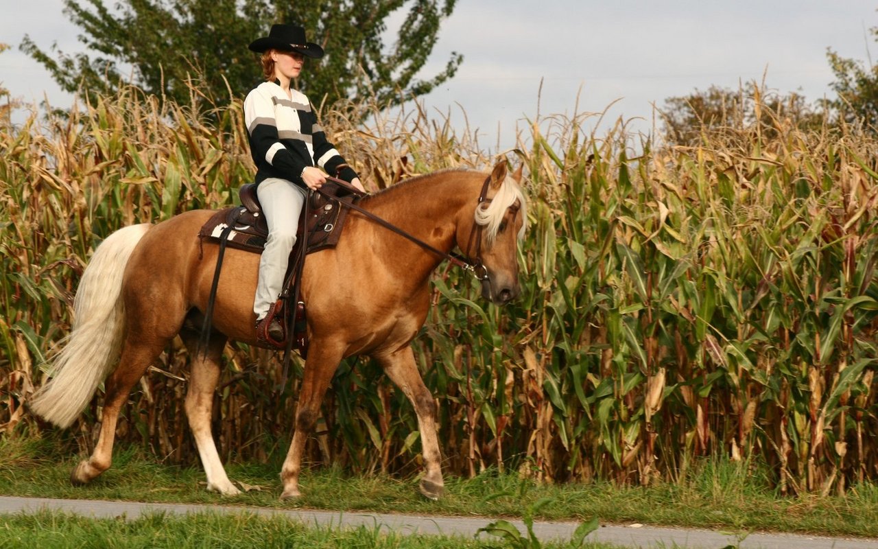 Die Gänge des Missouri Foxtrotters sind weich und besonders angenehm zu reiten. 