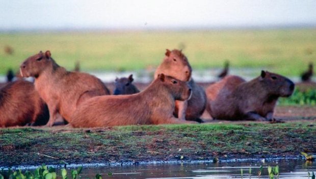Capybaras