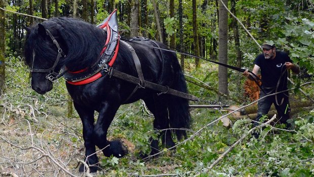 Christian Weissenbacher und sein siebenjähriger Percheronhengst Rubin im Einsatz bei der Holzbringung. 