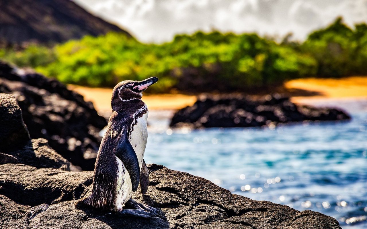 Der seltene Galapagos-Pinguin ist die am nördlichsten brütende Art und ist gut an Hitze angepasst. 