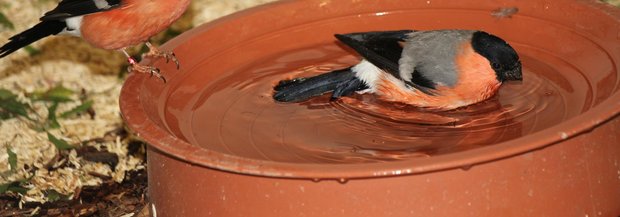 Zwei Gimpelmännchen beim Bad.