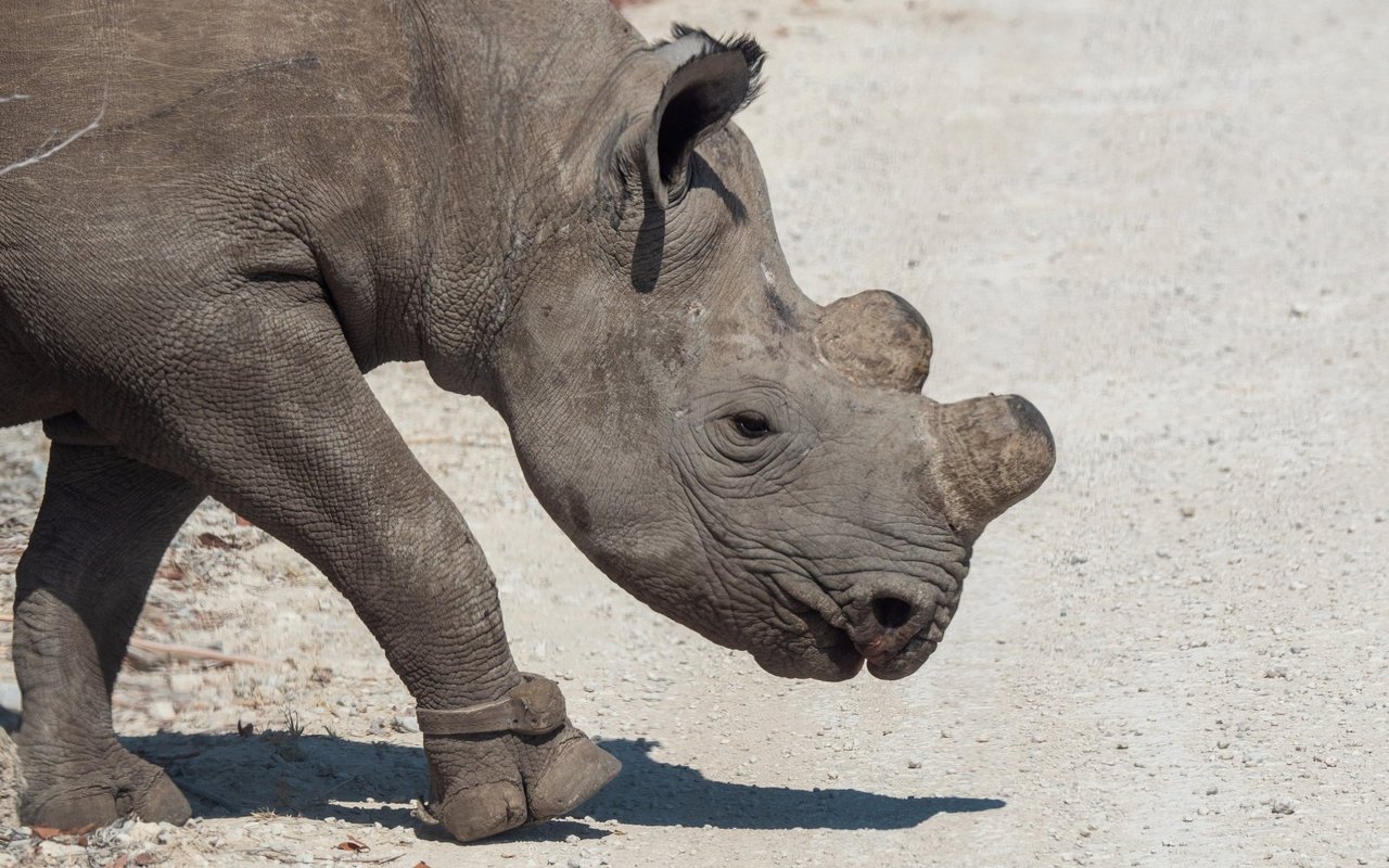 Das Spitzmaulnashorn gilt als «vom Aussterben bedroht». 