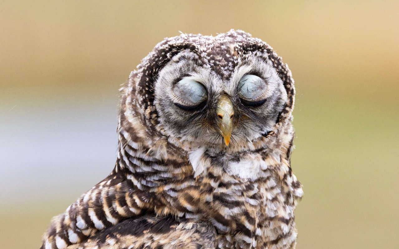 Steinkäuze gehören zu den Gewinnern – andere Vogelarten sind aber bedroht.