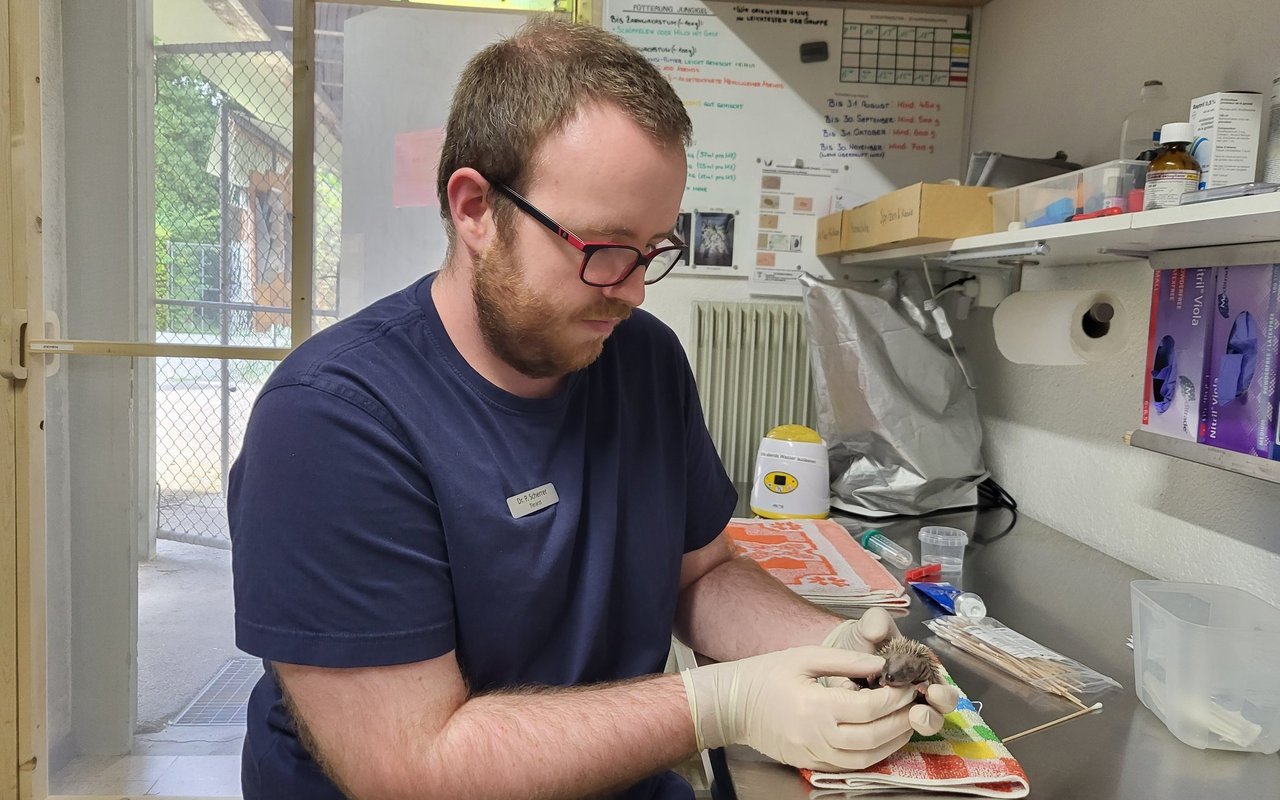 Wildtierarzt Patrick Scherrer untersucht einen jungen Igel.