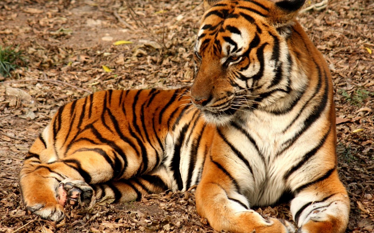 Südchinesischer Tiger