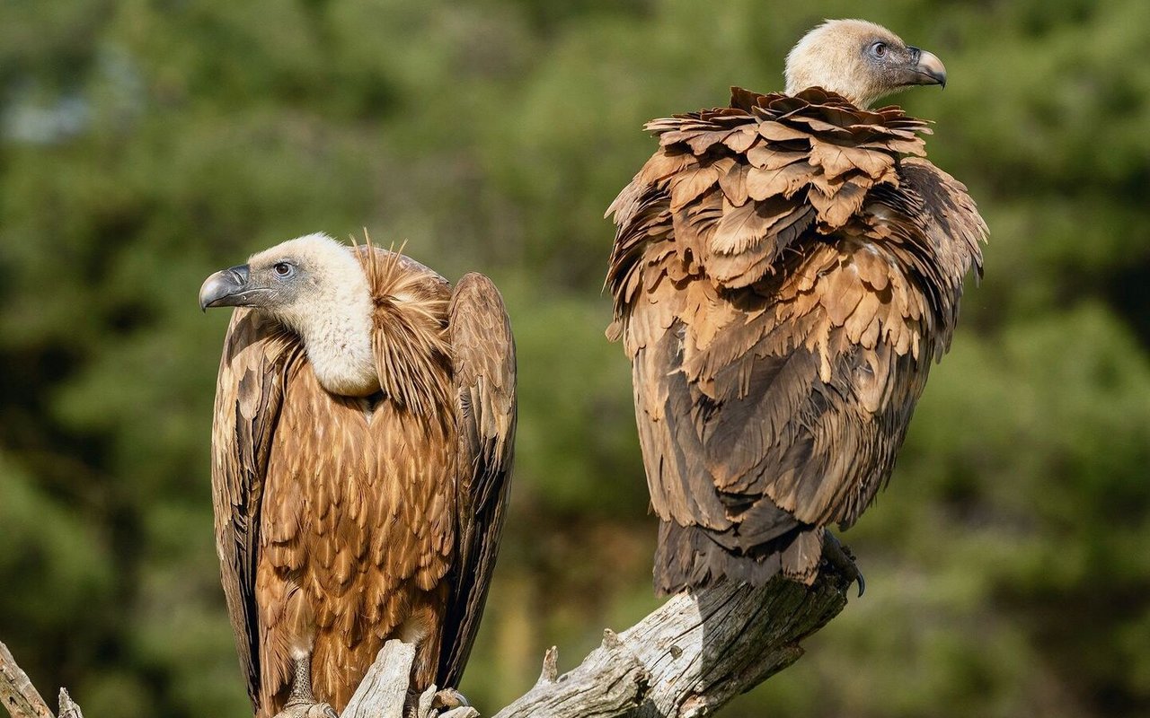 Um Gänsegeier (Gyps fulvus) zu sehen, muss man die Schweiz nicht verlassen.
