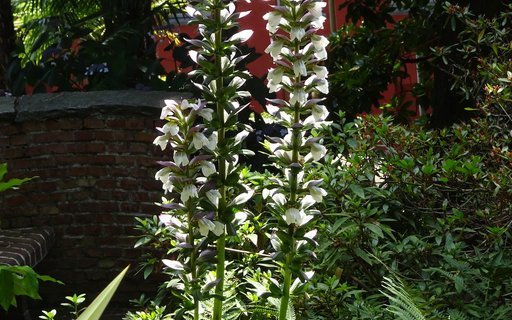 Acanthus-Blüten umrahmen den Mittelmeerbereich mit Säulen und Statuen.  