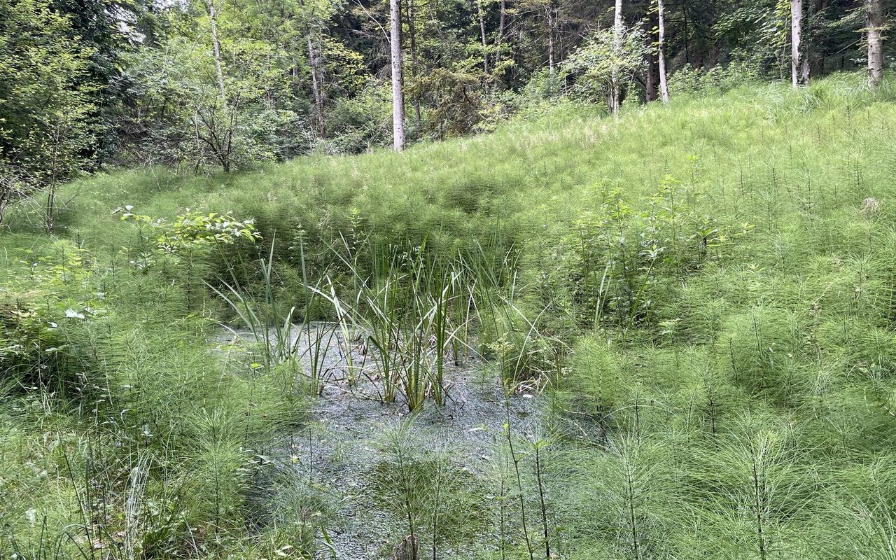 Weiher speichern nicht nur Wasser, sondern sorgen für ein rundum gesünderes Mikroklima innerhalb eines Waldes.