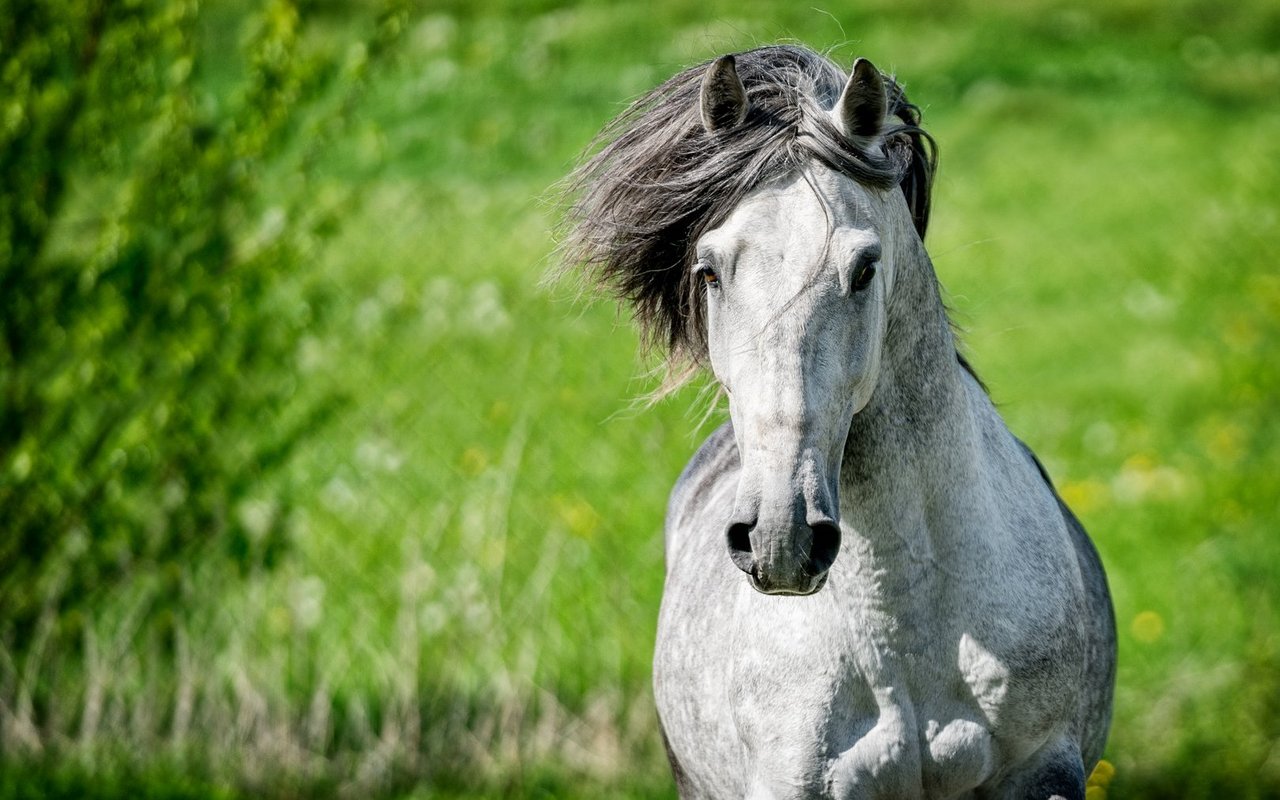 Lusitanos gelten als mutige und zuverlässige Pferde. 