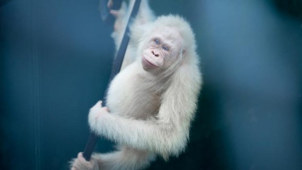 Tierbabys