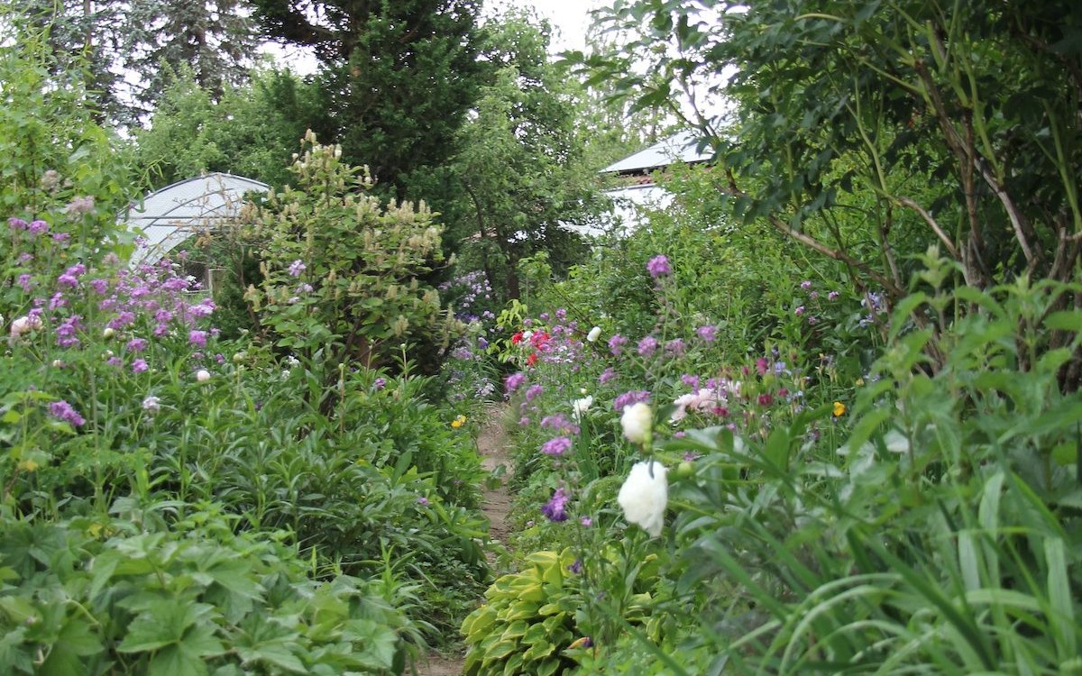 In einem Staudengarten wuchern Pflanzen überall in die Wege. 