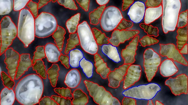 Kleine Schnecken aus dem östlichen Mittelmeer und derm Roten Meer