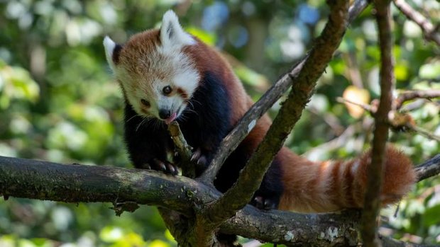 Siddhi, der Kleine Panda, im Zoo Zürich