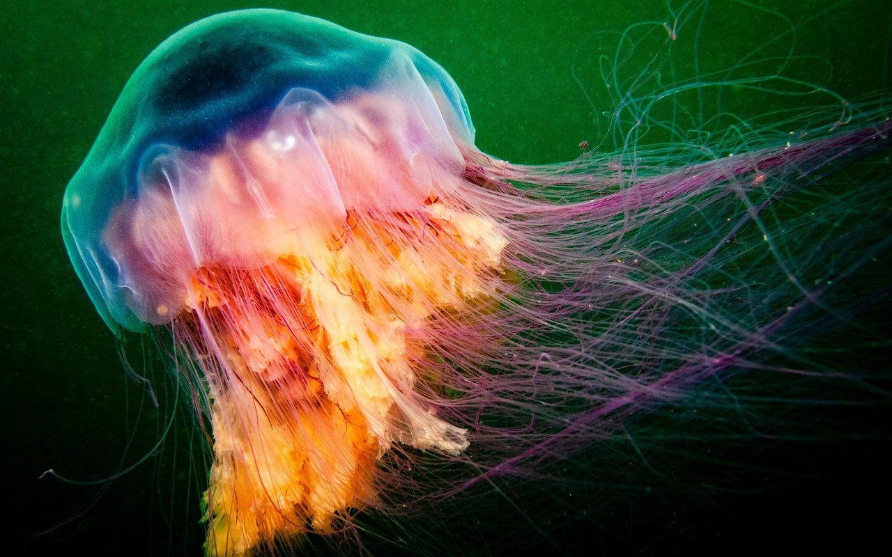 Im Mittelmeer gibt es wegen der Klimaerwärmung, Wasserverschmutzung und Überfischung eine Fuerquallenplage.