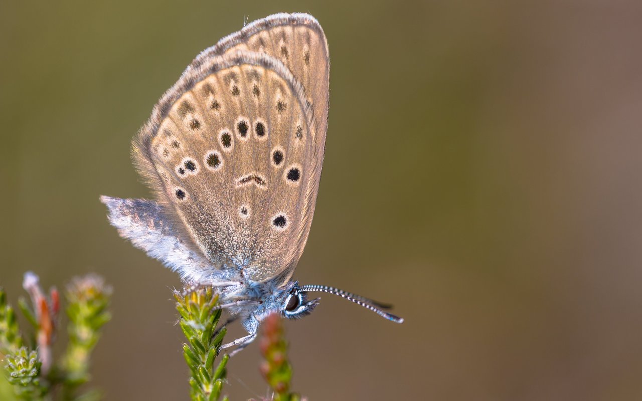 Kleiner Moorbläuling (Phengaris alcon)