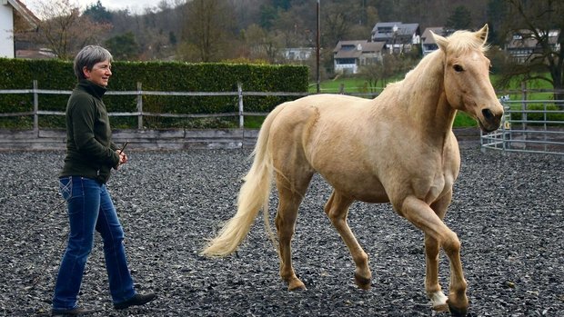In der Freiheitsdressur besteht eine unsichtbare Verbindung zwischen Mensch und Tier. 