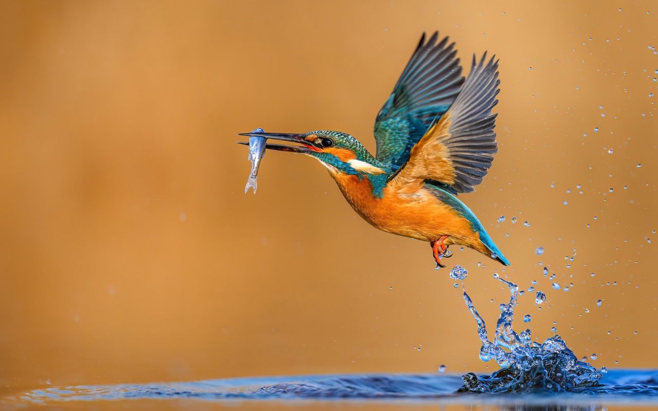 Der Eisvogel lebt bevorzugt an Bächen, alten Flussarmen und Seen. 