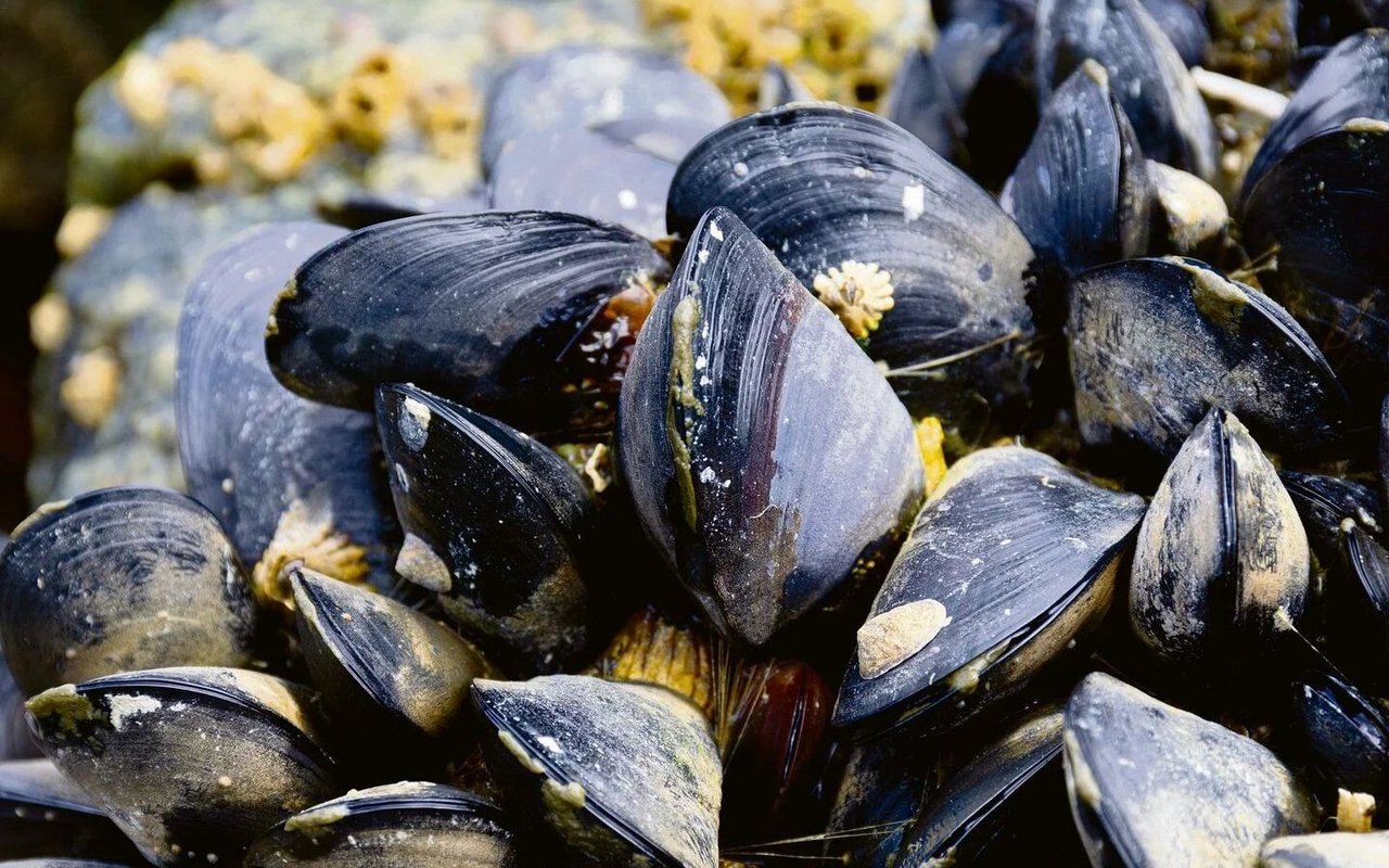 Miesmuscheln filtrieren die gesamte Wassermenge des Wattenmeeres innerhalb weniger Wochen.