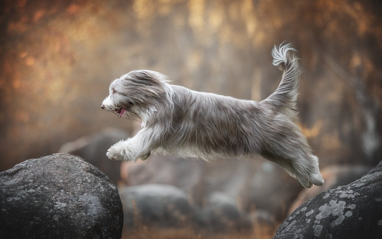 Der Bearded Collie besitzt ein langes und dichtes Fell, welches regelmässige Pflege benötigt.