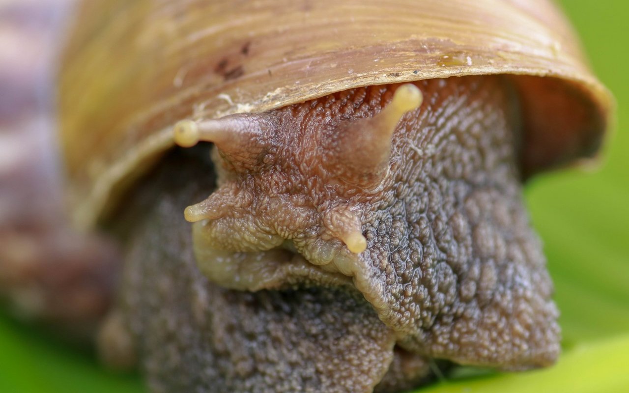 Achatschnecken sind liebenswürdige und genügsame Terrarientiere. 