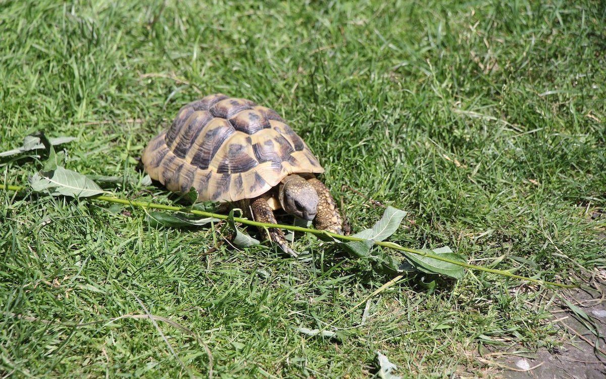 Es gibt auch eine Interessengemeinschaft Schildkröten in der Schweiz