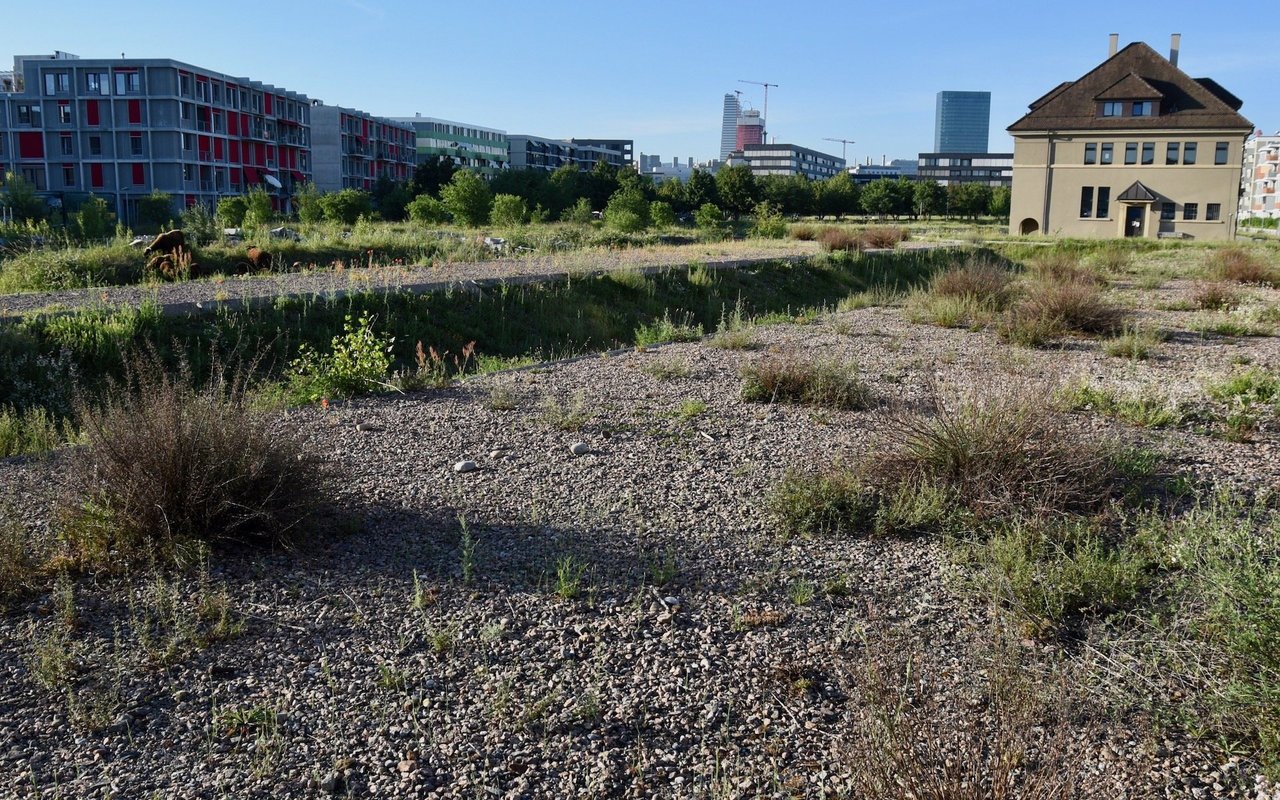 Die Blauflügelige Ödlandschrecke braucht sonnige, trockene Flächen mit karger Vegetation. Gezielte Pflegemassnahmen sichern solche Lebensräume auch im Siedlungsgebiet 