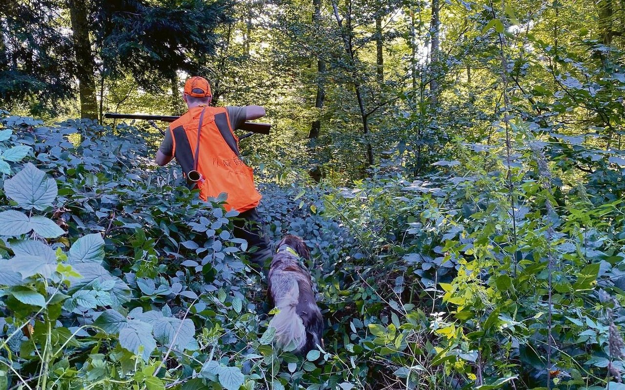 Treiber und Hündin kämpfen sich durchs Gestrüpp.