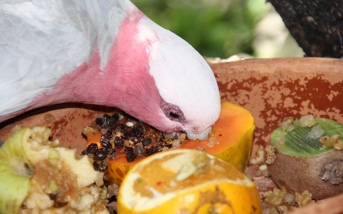 Dieser Rosakakadu nagt Papayastücke heraus. Die Frucht enthält wichtige Enzyme.