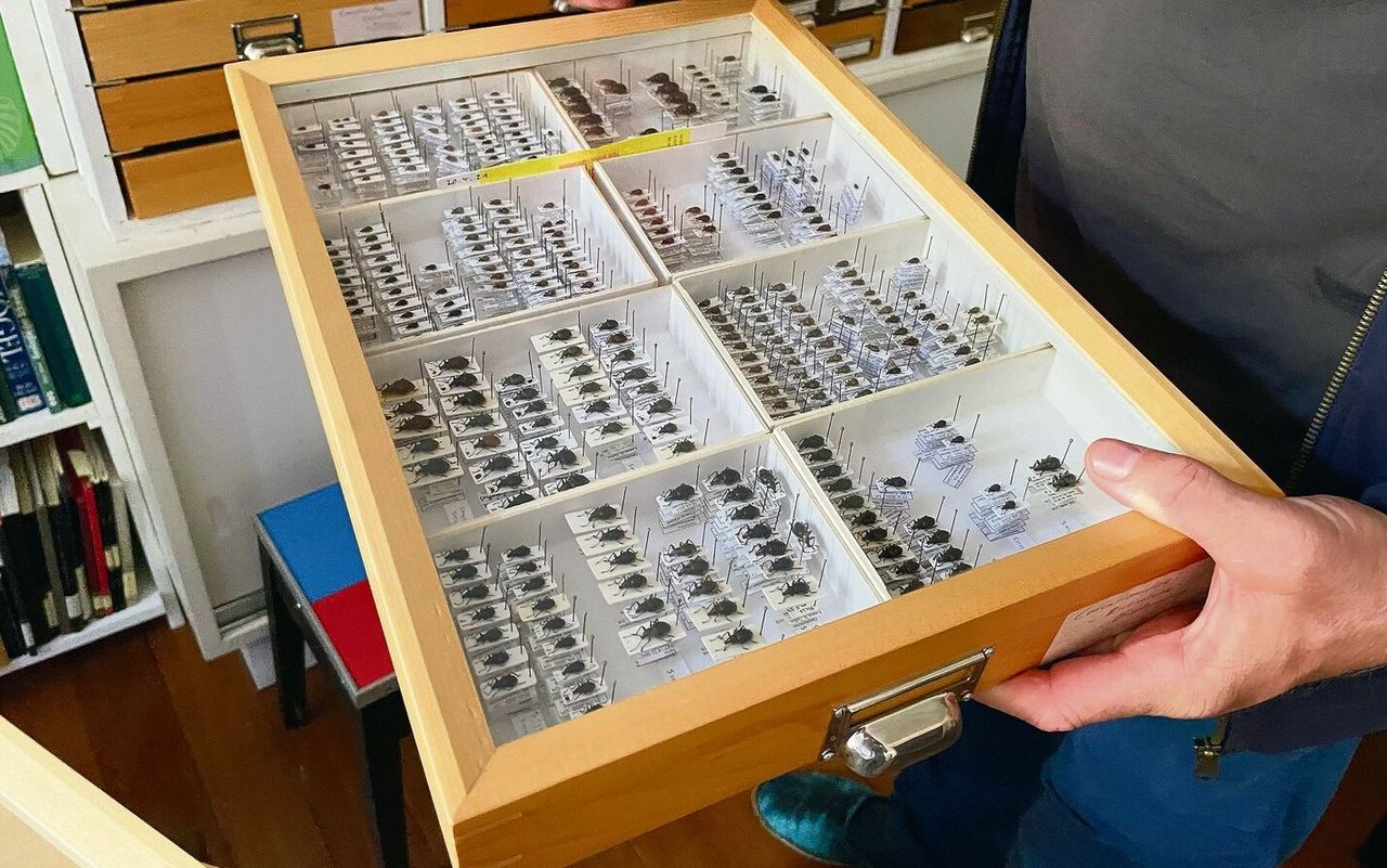 Stefan Wartmanns Insektensammlung ist umfangreich. Alle Tiere kann er nicht behalten. 