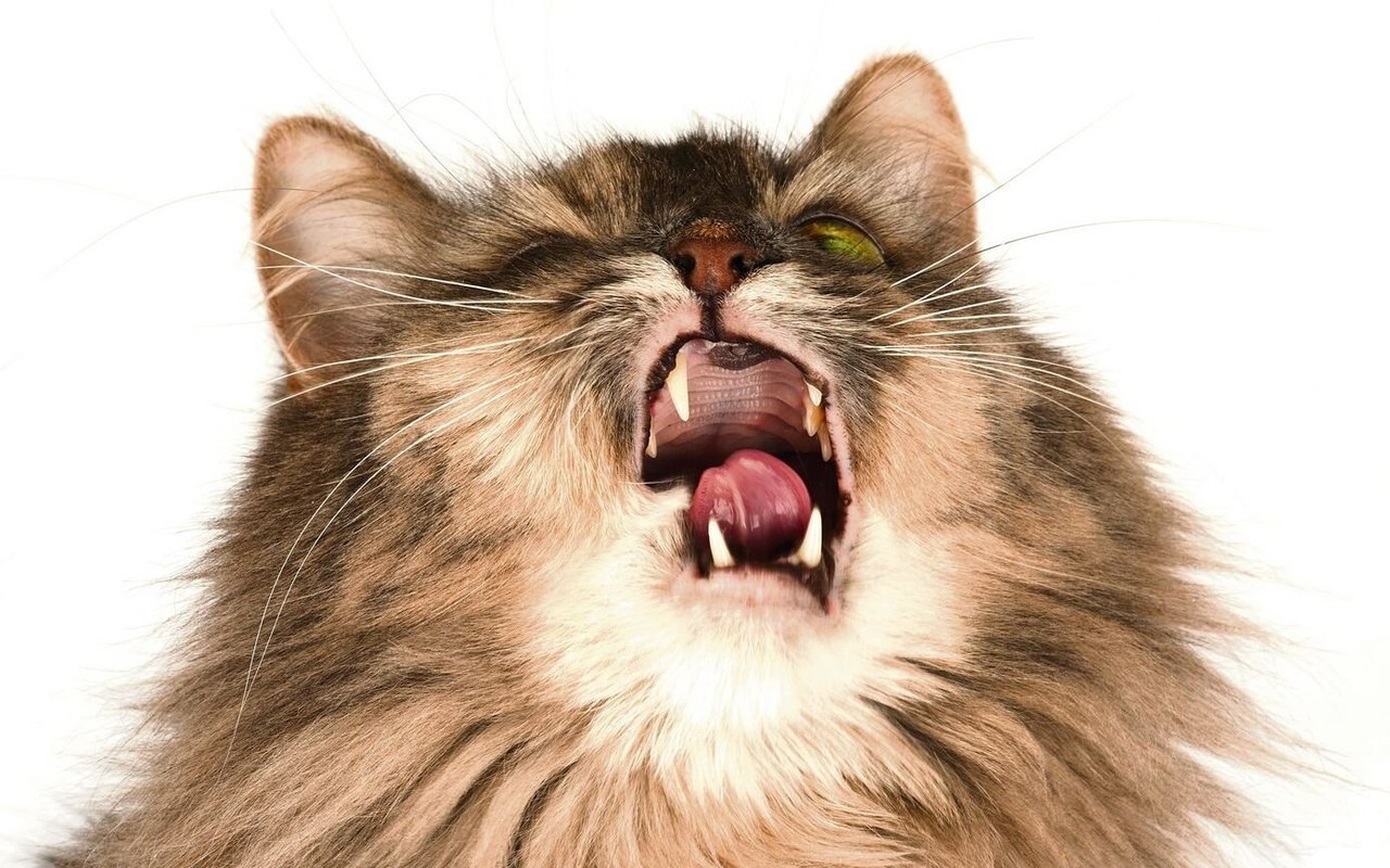 Viele Stoffe können auch bei Katzen eine allergische Reaktion auslösen.