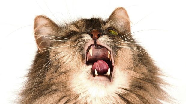 Katze