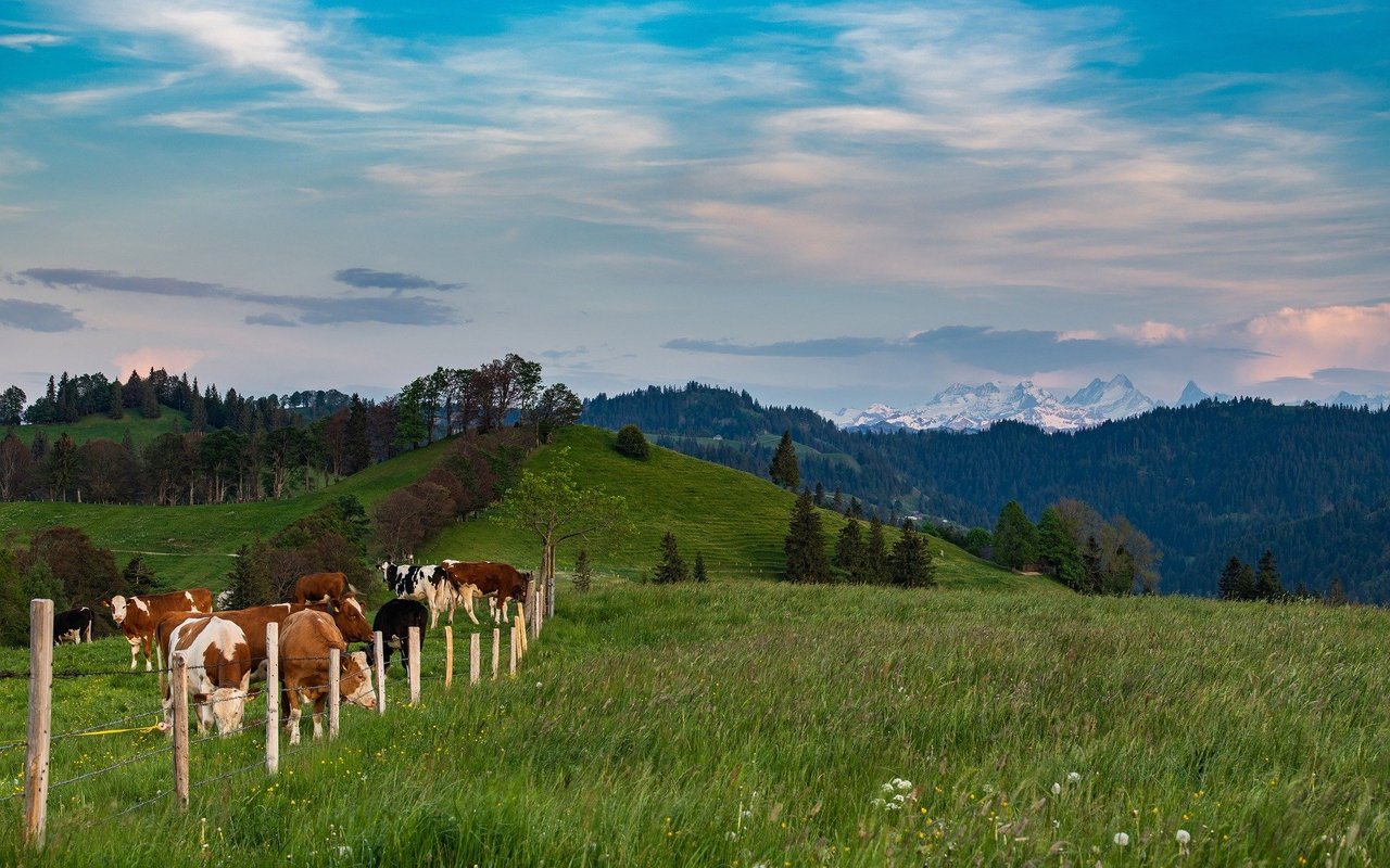 Schweizer Landwirte sind unter den Ersten, die die direkten Auswirkungen des Klimawandels spüren.
