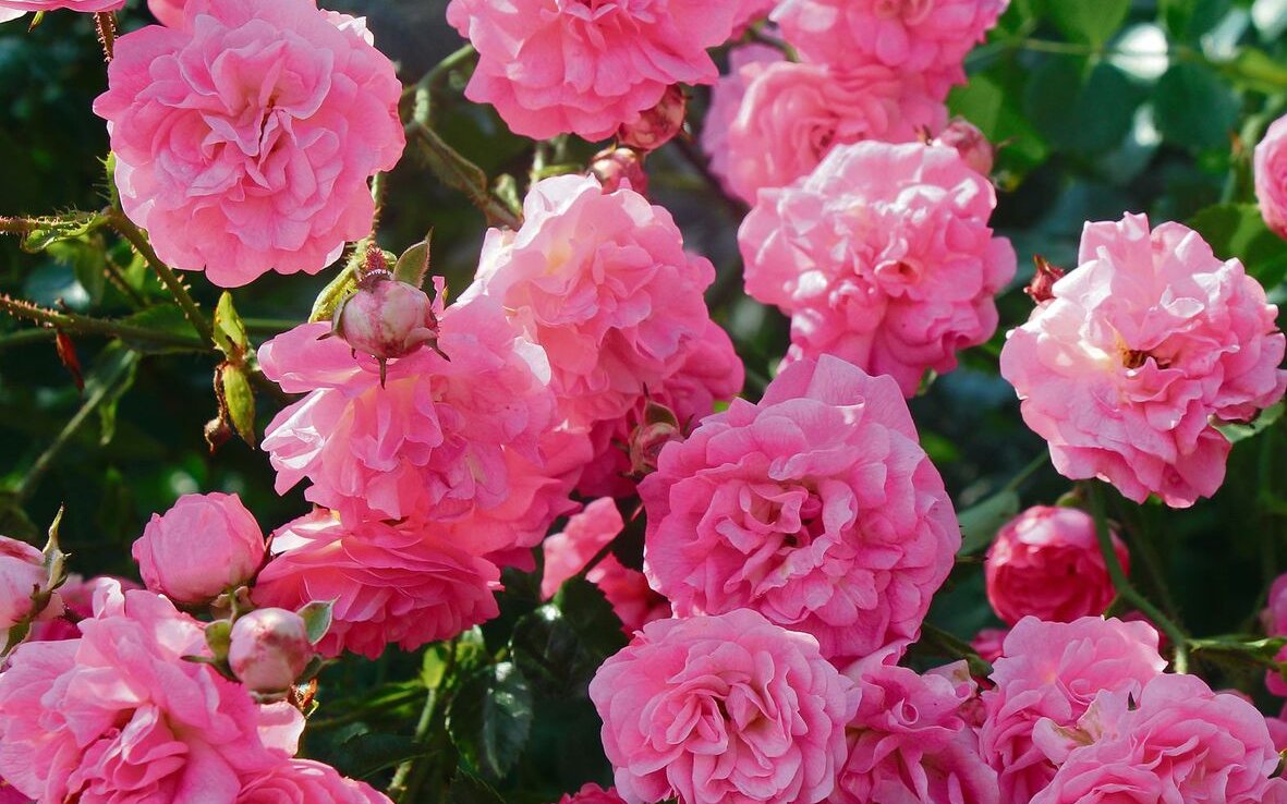 Rose Minnehaha