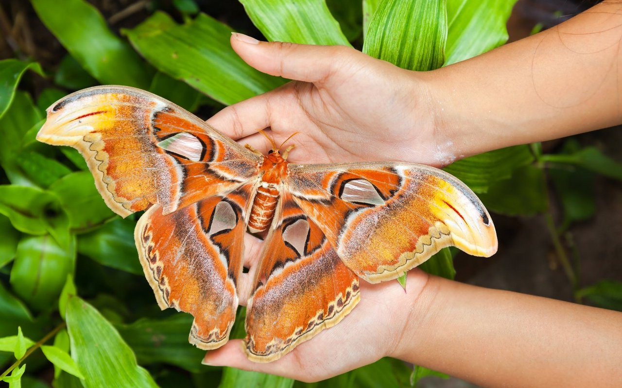Der Atlasspinner gehört zu den Insekten mit der grössten Flügelspannbreite. 
