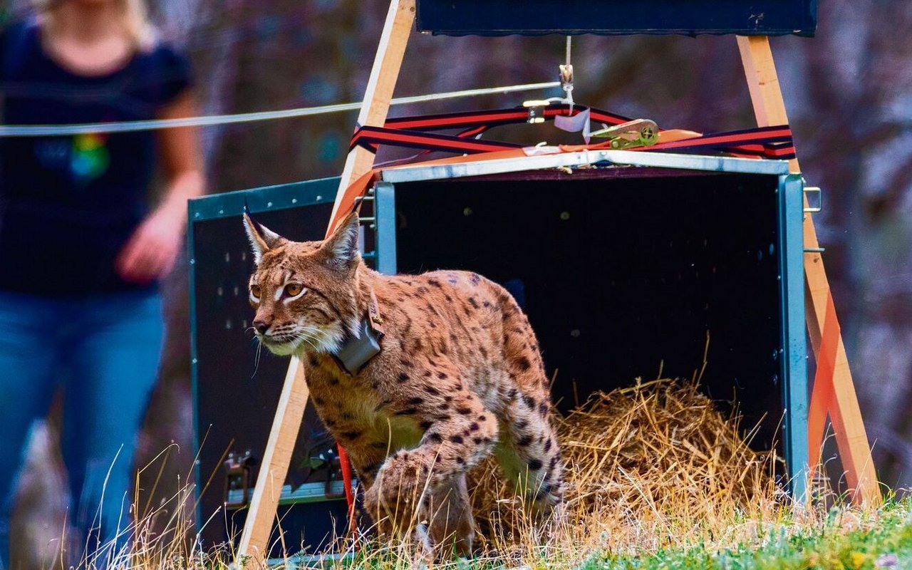 Ein Luchs wird im Rahmen des Projektes «LIFE Lynx» umgesiedelt.