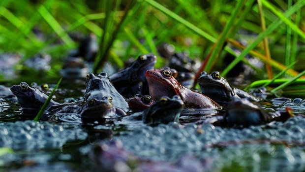 Während weniger Tage veranstalten Grasfrösche ein sirrendes Konzert am Teich und laichen.