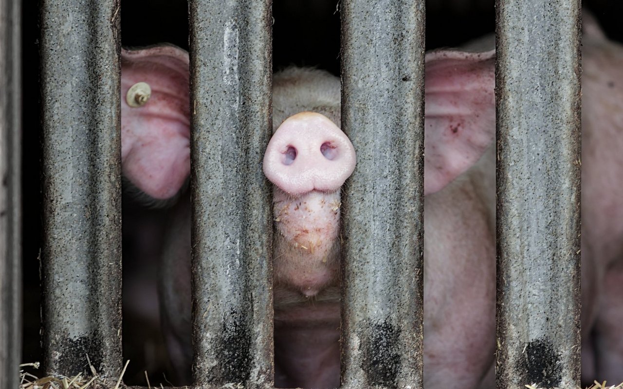 Ob Nutztiere oder Haustiere – Halterinnen und Halter können so einige Anstrengungen unternehmen, um Tierseuchen vorzubeugen.