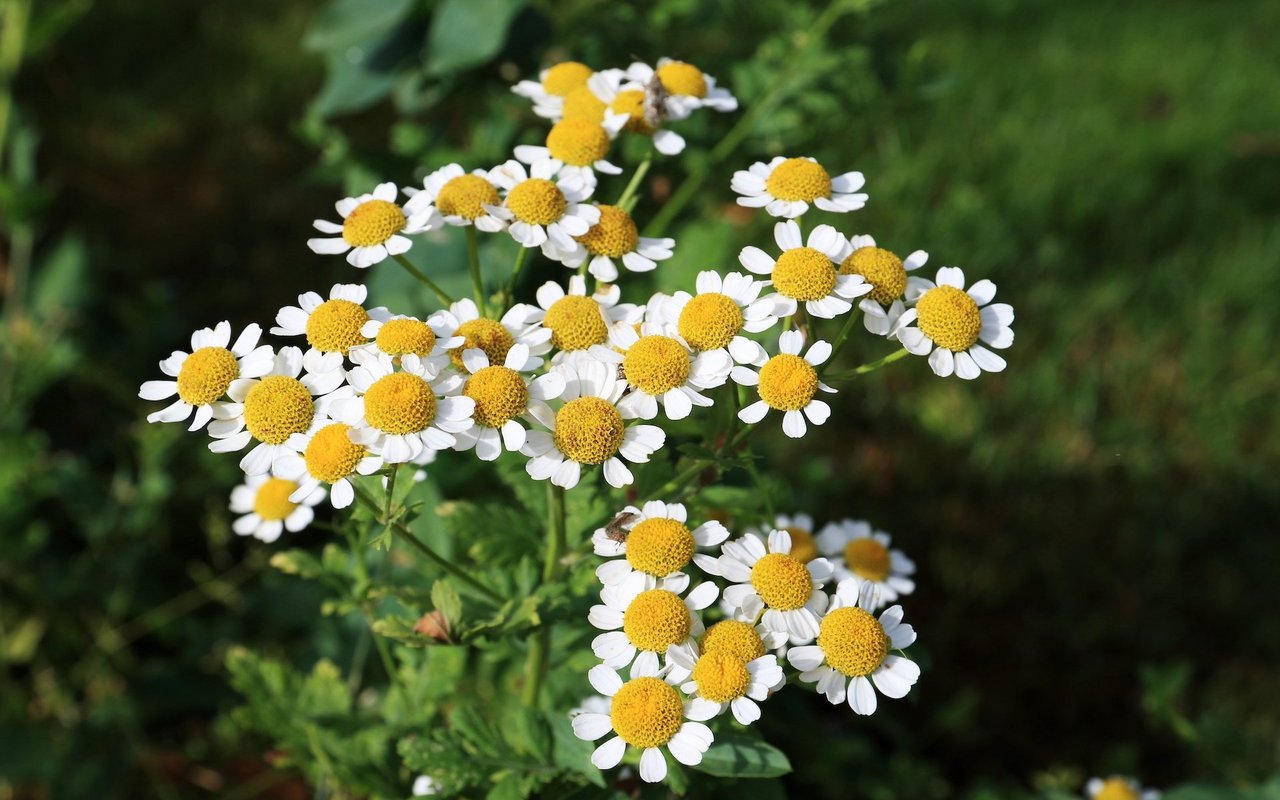 Von Mai bis Juli und August öffnen sich alle Blüten an den Enden der Stiele.