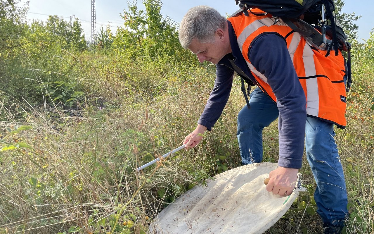 Mit einer Stange wird auf Pflanzen gehauen, wodurch die an der Vegetation lebenden Insekten auf den Stoff des Klopfschirmes fallen. 