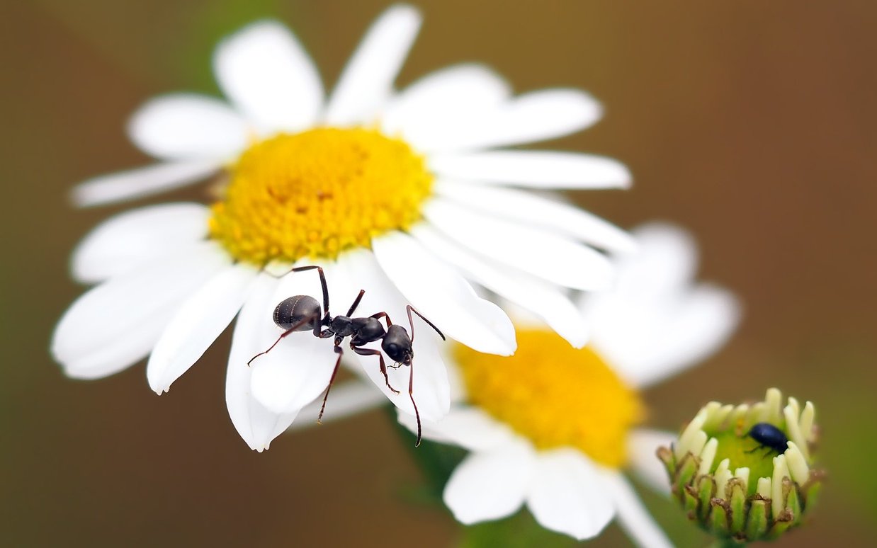 
In Städten hat Blütenvielfalt einen starken Einfluss auf die Insektenvielfalt, während andere Faktoren wie Versiegelung oder Gartengröße weniger relevant sind. 