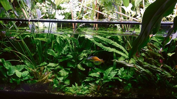 Aus einem tropischen Paludarium wachsen Sumpfpflanzen der Gattung Echinodorus und im Wasserteil schwimmen Boesemans Regenbogenfische.