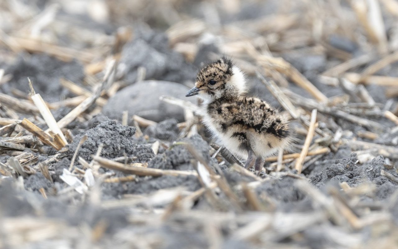 Die ersten Lebenswochen von Kiebitzen sind sehr gefährlich. Zum Verhängnis werden können ihnen Nahrungsmangel, schlechtes Wetter oder Prädatoren wie Füchse.