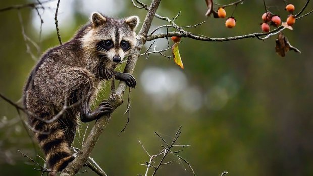 Waschbär