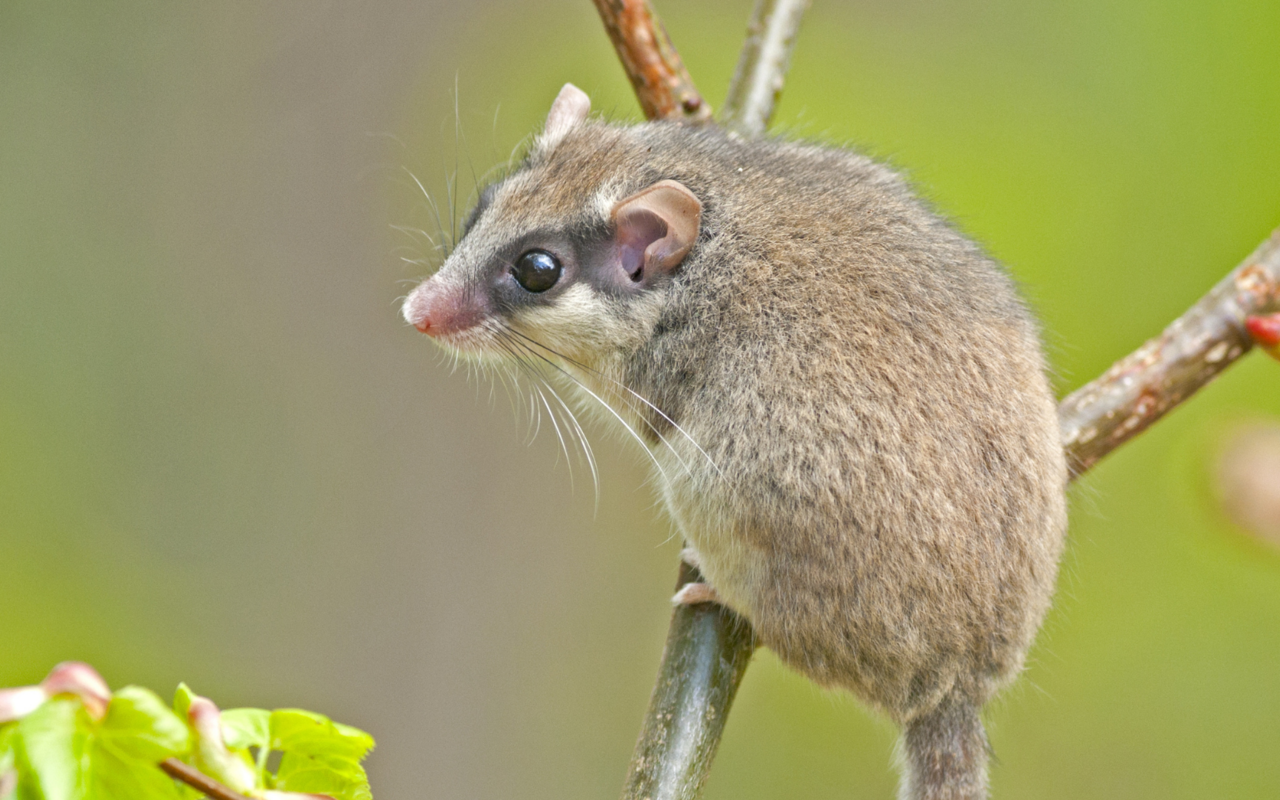 Der Baumschläfer ist einer der Unbekannten unserer Fauna.